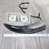 1 Polished Cow Horn With Stand #2562    Natural Colored