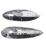 2 Large Orthoceras Fossils  #9954