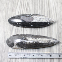 2 Large Orthoceras Fossils  #9954