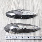 2 Large Orthoceras Fossils  #9954