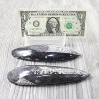2 Large Orthoceras Fossils  #9954
