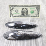 2 Large Orthoceras Fossils  #9954