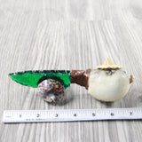 Parrot Puffer Fish Handle Glass Blade Ornamental Knife #24554    Mountain Man Knife