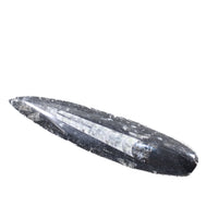 1 Large Orthoceras Fossil  #1254