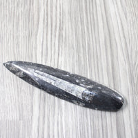 1 Large Orthoceras Fossil  #1254