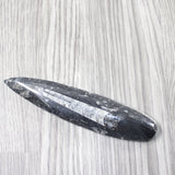 1 Large Orthoceras Fossil  #1254