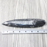 1 Large Orthoceras Fossil  #1254