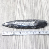 1 Large Orthoceras Fossil  #1254