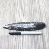 1 Large Orthoceras Fossil  #1254