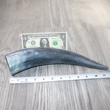 1 Raw Unfinished Cow Horn # 2763  Natural Colored