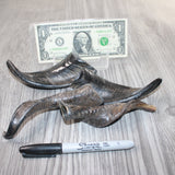 4 Small Polished Goat Horns #9863      Natural Colored
