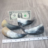 4 Small Raw Unfinished Cow Horns #8863   Natural Colored
