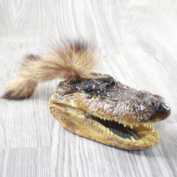 Alligator Head with Raccoon Tail Mohawk  #4454
