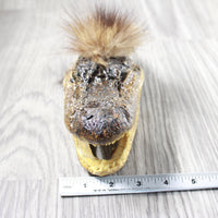 Alligator Head with Raccoon Tail Mohawk  #4454