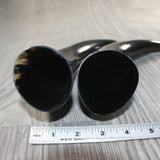 2 Polished Cow Horns #7963    Natural colored