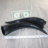 2 Polished Cow Horns #7963    Natural colored