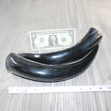 2 Polished Cow Horns #7963    Natural colored