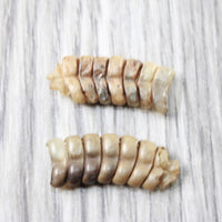 2 Rattlesnake Rattles  #2654    Taxidermy Diamondback Sidewinder