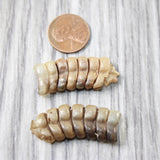 2 Rattlesnake Rattles  #2654    Taxidermy Diamondback Sidewinder