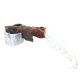 Coyote Jaw Handle Stone Blade Ornamental Knife #0363    Mountain Man Knife
