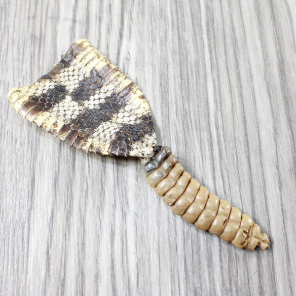 Rattlesnake Rattle With Skin Attached  #9854       Taxidermy Diamondback Sidewinder