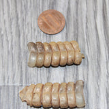 2 Rattlesnake Rattles  #8363    Taxidermy Diamondback Sidewinder