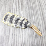 Rattlesnake Rattle With Skin Attached  #1954       Taxidermy Diamondback Sidewinder
