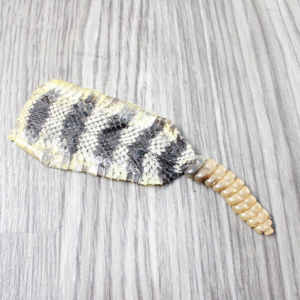 Rattlesnake Rattle With Skin Attached  #1954       Taxidermy Diamondback Sidewinder