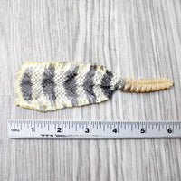 Rattlesnake Rattle With Skin Attached  #1954       Taxidermy Diamondback Sidewinder