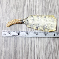 Rattlesnake Rattle With Skin Attached  #1954       Taxidermy Diamondback Sidewinder