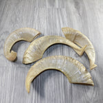4 Sheep Horns  #4743 Natural Colored Polished Ram Horns