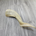 1 Sheep Horn  #2943 Natural Colored Polished Ram Horn