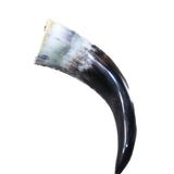 1 Small Polished Cow Horn #2743 Natural Colored