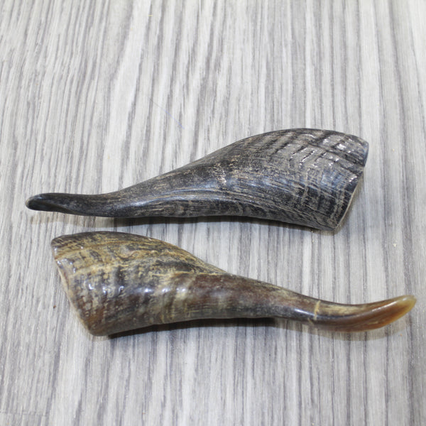 2 Small Polished Goat Horns #7743 Natural Colored