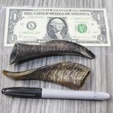 2 Small Polished Goat Horns #7743 Natural Colored