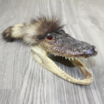 Alligator Head with Raccoon Tail Mohawk  #4943