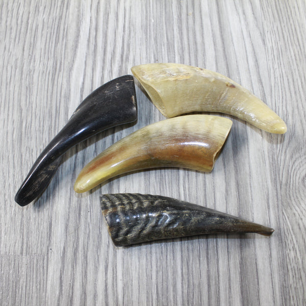 4 Small Polished Goat Horns #6344 Natural colored