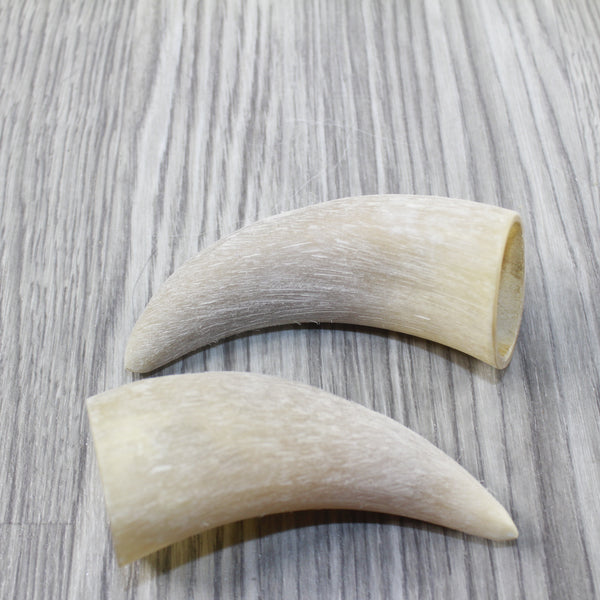 2 Raw Unfinished Cow Horn Tips #1744 Natural Colored