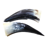 2 Small Polished Cow Horns #8944 Natural colored