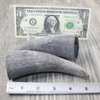 2 Raw Unfinished Cow Horn Tips #6244 Natural Colored