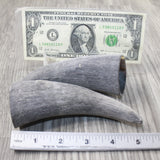 2 Raw Unfinished Cow Horn Tips #6244 Natural Colored