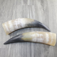 2 Raw Unfinished Cow Horns #1844 Natural Colored