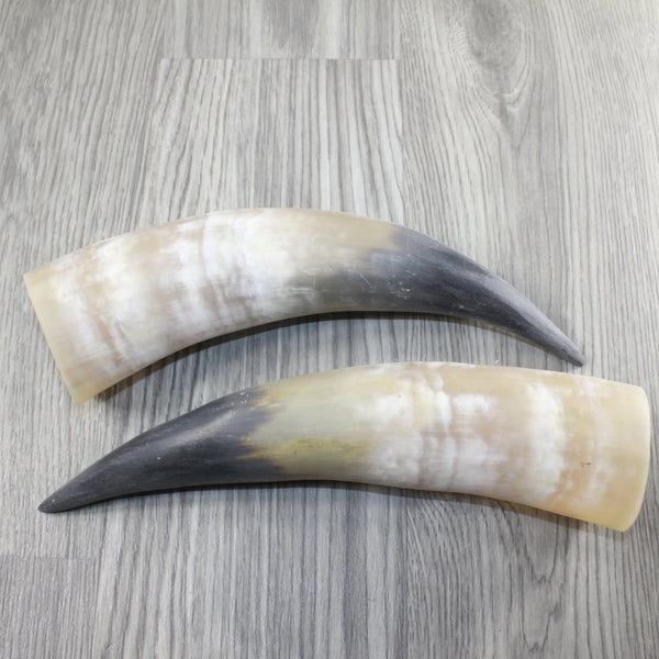 2 Raw Unfinished Cow Horns #1824 Natural Colored