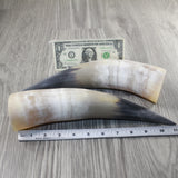 2 Raw Unfinished Cow Horns #1844 Natural Colored