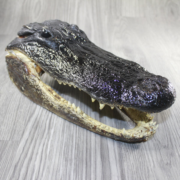 1 Alligator 11.5 Inch Head  #V045    taxidermy gator reptile crocodile