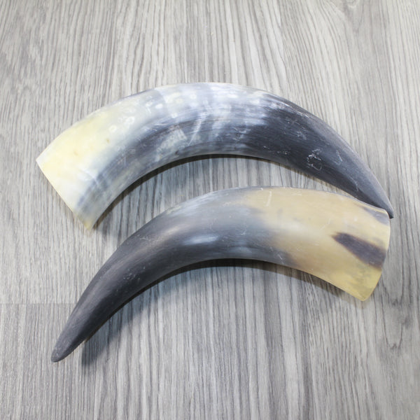 2 Raw Unfinished Cow Horns #0445 Natural Colored