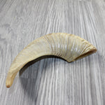 1 Sheep Horn  #4645 Natural Colored Polished Ram Horn