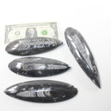 4 Orthoceras Fossils  Matrix #992n