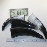 4 Small Polished Cow Horns #9928 Natural colored