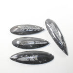 4 Orthoceras Fossils  Matrix #992n